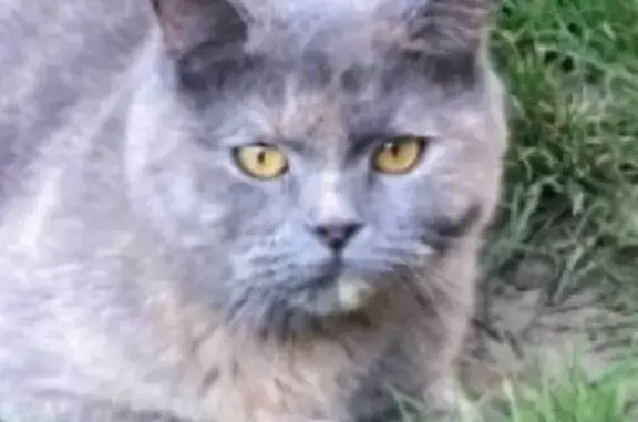 Зникла трьохкольорова кішка в...