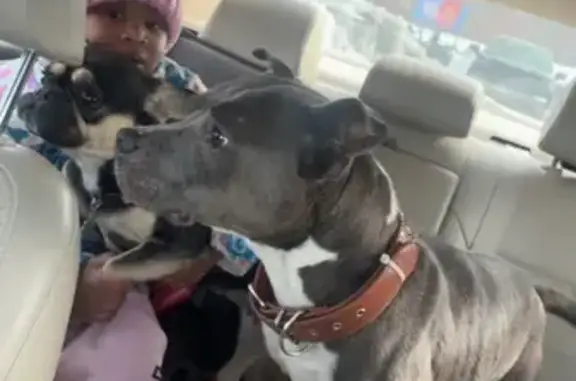 Lost Grey & White Dog on Coleman Rd, Memphis