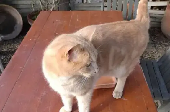 Animaux trouvés , photo: Chaton affectueux trouvé à Fourques