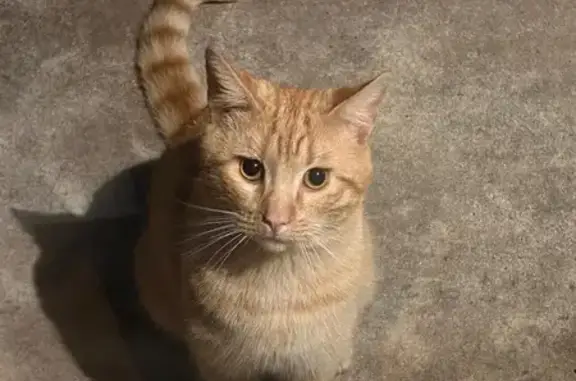 Found cat Little Rock, photo: Sweet Male Orange Tabby Found in Little Rock