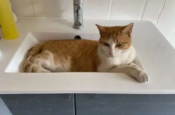 Chat roux et blanc perdu à Savigny-sur-Orge - photo