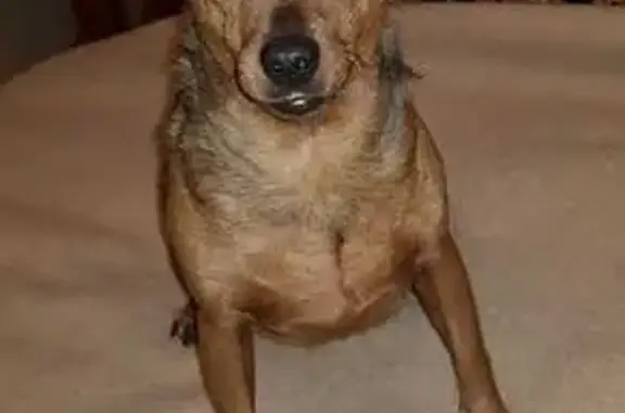 Animaux perdus , photo: Petite chienne marron perdue à Rives-du-Couesnon