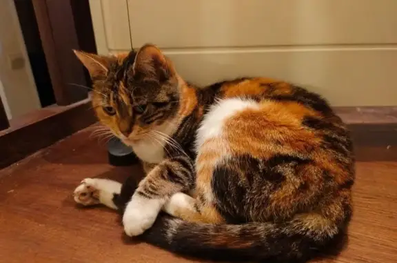 Animaux perdus , photo: Chatte isabelle perdue à Saint-Pardoux