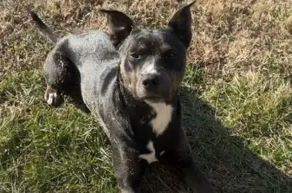 Lost Dog: White Chest, Zion Rd, NC