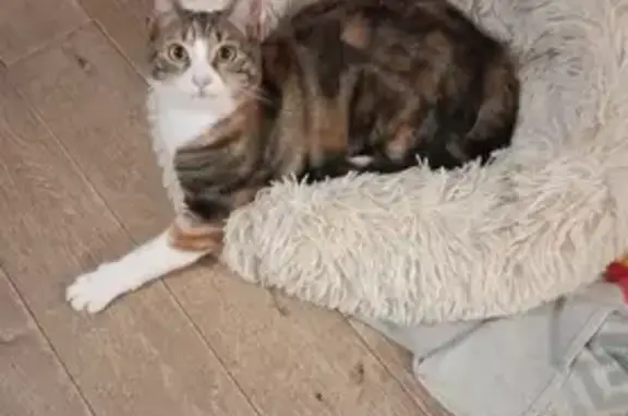 Perdue: Chatte tricolore Isis pucée - photo