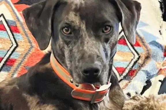 Lost Catahoula: Seizure Meds Needed