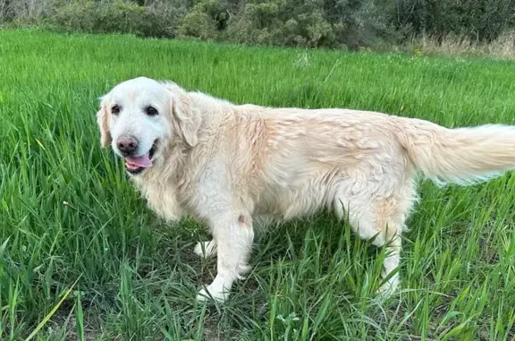 Perro perdido: Golden retriever mayor en Collbató