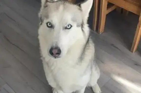 Animaux perdus Passy, photo: Chien perdu craintif blanc/gris yeux bleus