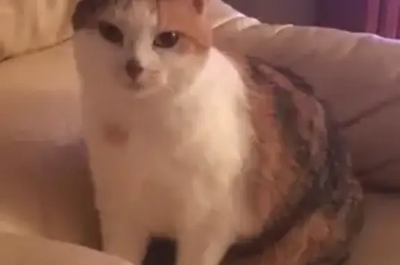 Lost Calico Cat: Small, Fat, Ballwin - photo