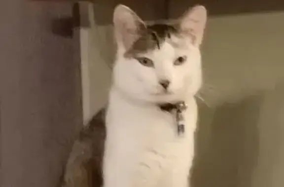 Chat perdue: blanc, tâche noir/brun, pucée - photo