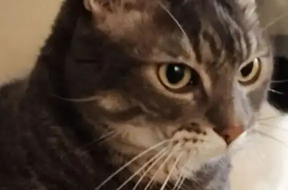 Chat perdu, Valenton, photo: Chat perdu à Valenton : gris Tabby, 10 ans