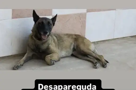 Perro Perdido en Algemesí: ¡Ayúdanos!