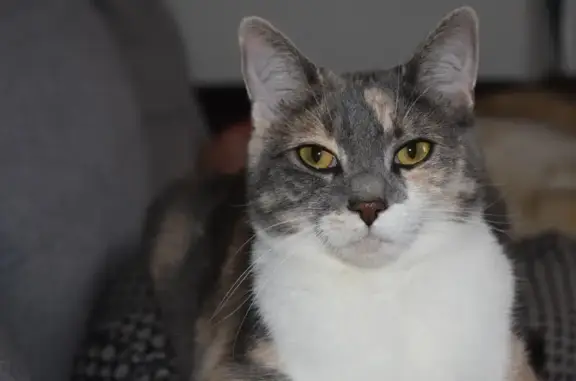 Animaux perdus , photo: Chatte tricolore perdue à Mailley-et-Chazelot