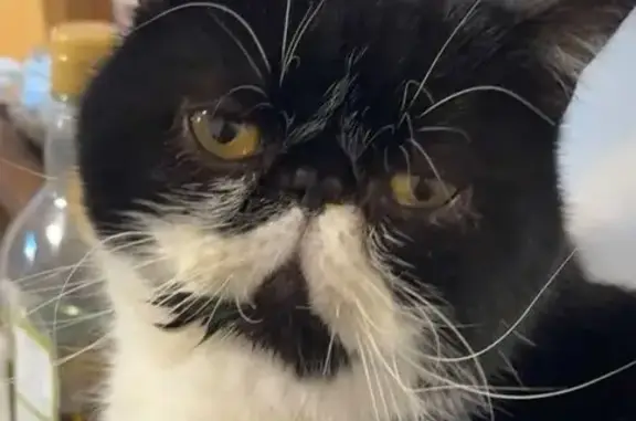 Lost Cat: Winston with White Moustache