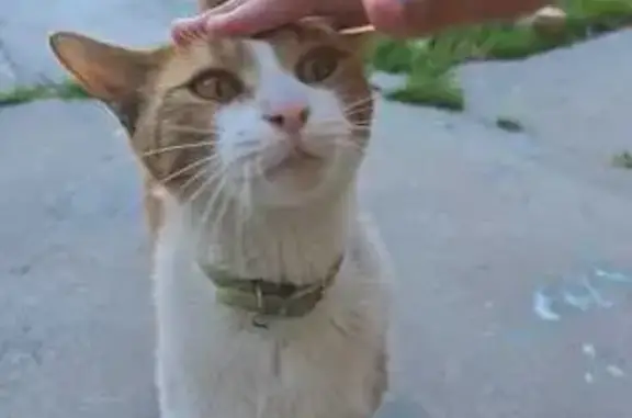 Found cat Cape Town, photo: Found Cat: Neon Collar on Milton Rd, CT