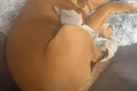 Animaux perdus Quinssaines, photo: Chiot staffie perdu à Quinssaines