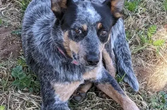 Found dog California City, photo: Lost Blue Heeler Puppy Found in Jurupa Valley