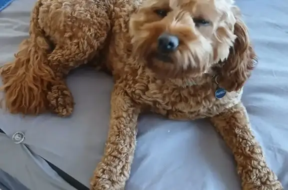 Help Find Franklin: Stolen Cavoodle in Brabham - photo