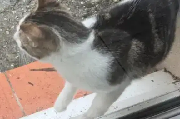 Animaux trouvés Marseille, photo: Chat câlin trouvé aux Villas de l'Étoile