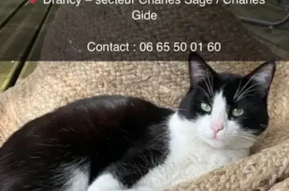 Chat perdue, sociable, Drancy, Rue Charles - photo