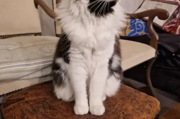 Chat perdue noir et blanc, Loos - photo
