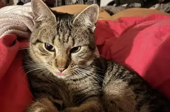 Chat tigré 2 ans perdu à Briançon - photo