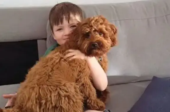 Lost pets Swan, photo: Help Find Franklin: Stolen Cavoodle in Brabham