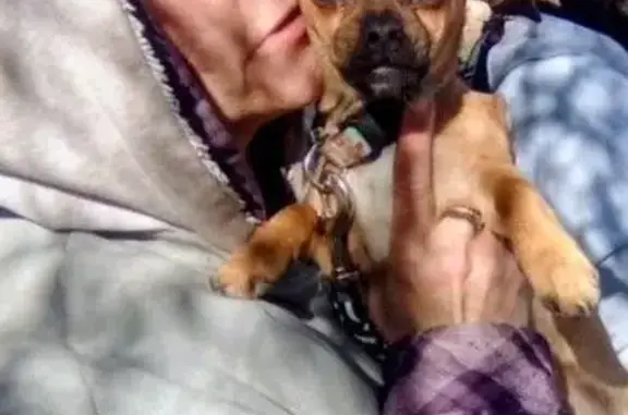 Heartbroken: Help Find My Lost Dog! - photo