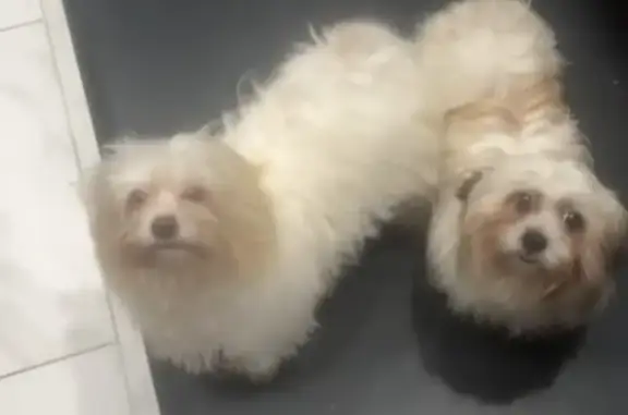 Missing dog California City, photo: Lost Dogs: Ghost, Pelusa & Porky in Compton