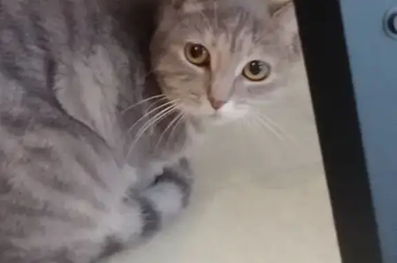Minette, chatte peureuse perdue à Lisieux - photo
