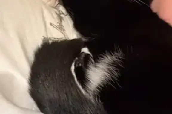 Lost Tuxedo Cat: White Paws & Nose