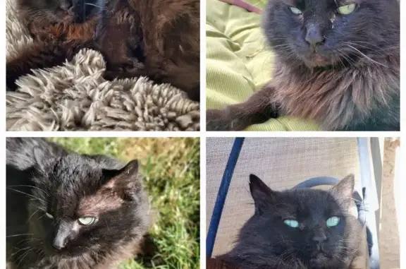 Missing cat Enterprise, photo: Lost Black Cat: Shy, Green-Eyed Male