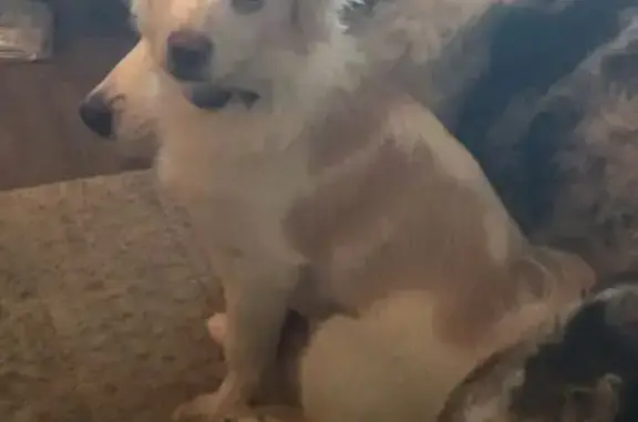 Missing dog Des Moines, photo: Lost Dog: White & Tan, Des Moines Area