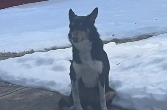 Found dog Alliance, photo: Timid Dog Found: Black & Brown, Alliance