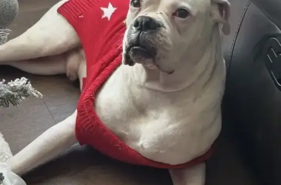 Lost White Boxer: Friendly & Sweatered