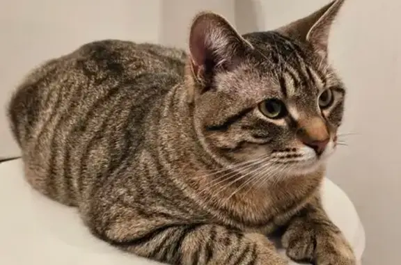 Missing cat Iron Mountain, photo: Lost Cat Near West Brown St, Iron Mountain