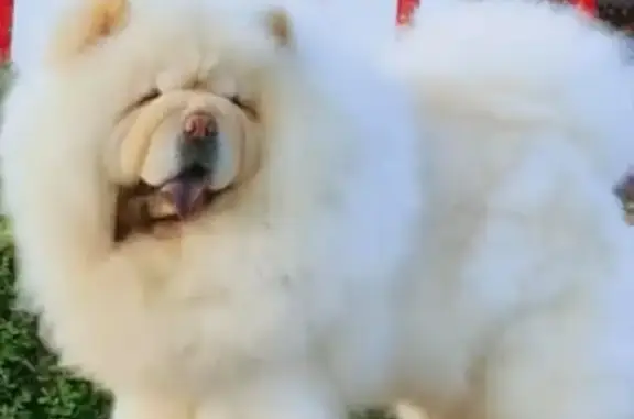 Lost Dog: Cream Coat, Purple Tongue