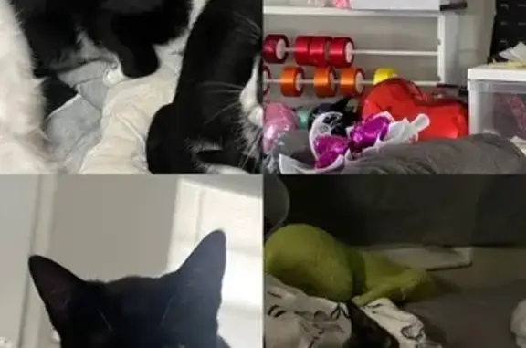 Missing cat Winter Garden, photo: Lost Cat: Black 'Mask' in Winter Garden