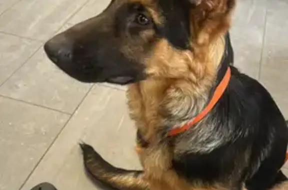 Lost Dogs: Max & Doll in Richmond, VA