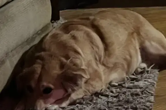 Lost Golden Retriever Mix on Kewanna Dr