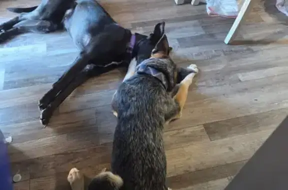 Missing dog Tempe, photo: Lost Dog: Friendly but Scared in Tempe