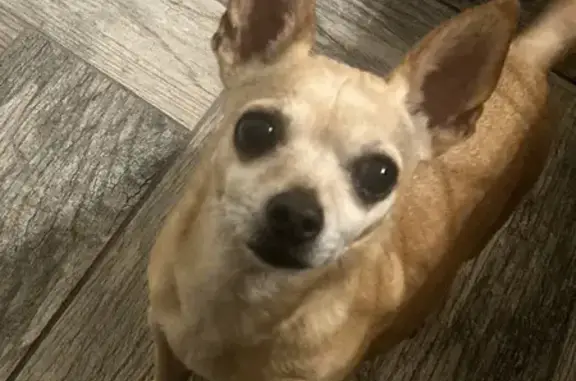 Lost Light Brown Dog in Tucson, AZ