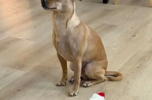 Lost Dog: Small Tan Chihuahua Mix