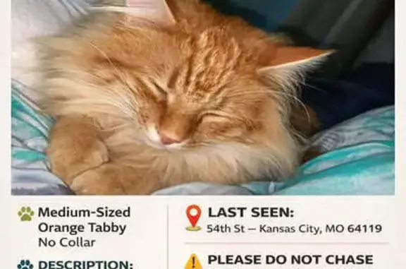 Lost Orange Tabby on NE 54th, KC