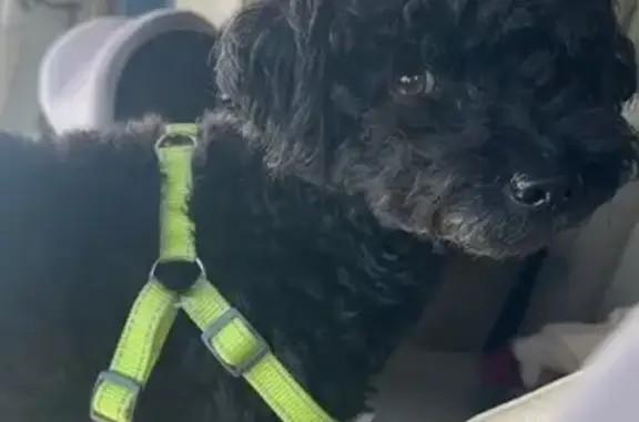 Missing dog Baldwin Park, photo: Lost Black Poodle on Baldwin Park Blvd