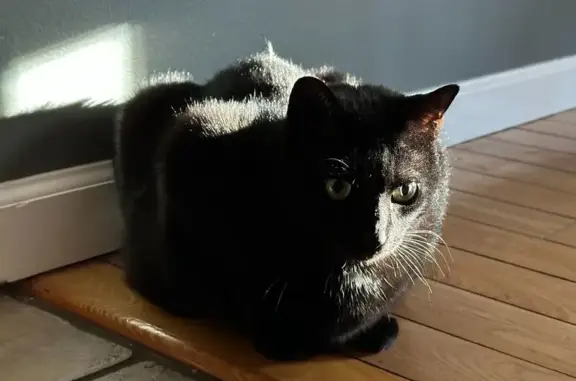 Missing cat , photo: Lost Cat: Black & White, Talkative, Timid