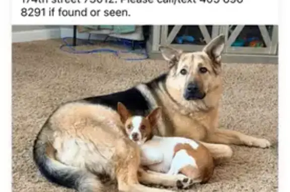 Lost Dog: White/Brown, Big Ear...