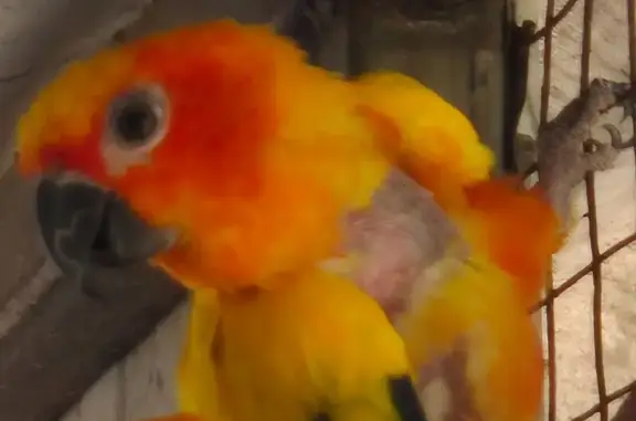 Bold-Breasted Bird Lost on Whitsbury Rd