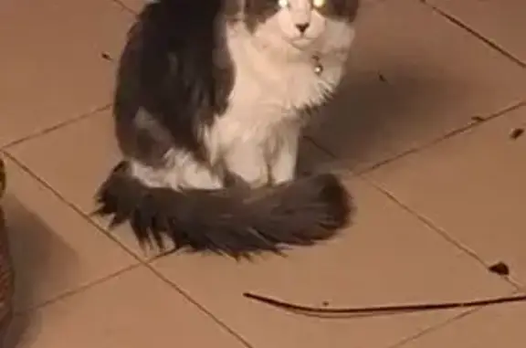 Animaux trouvés Les Essarts, photo: Chat noir et blanc trouvé aux Essarts