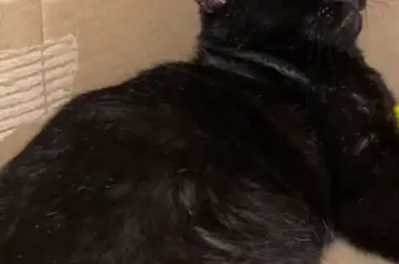 Missing cat Westland, photo: Lost Black Cat - Merriman Rd, Westland